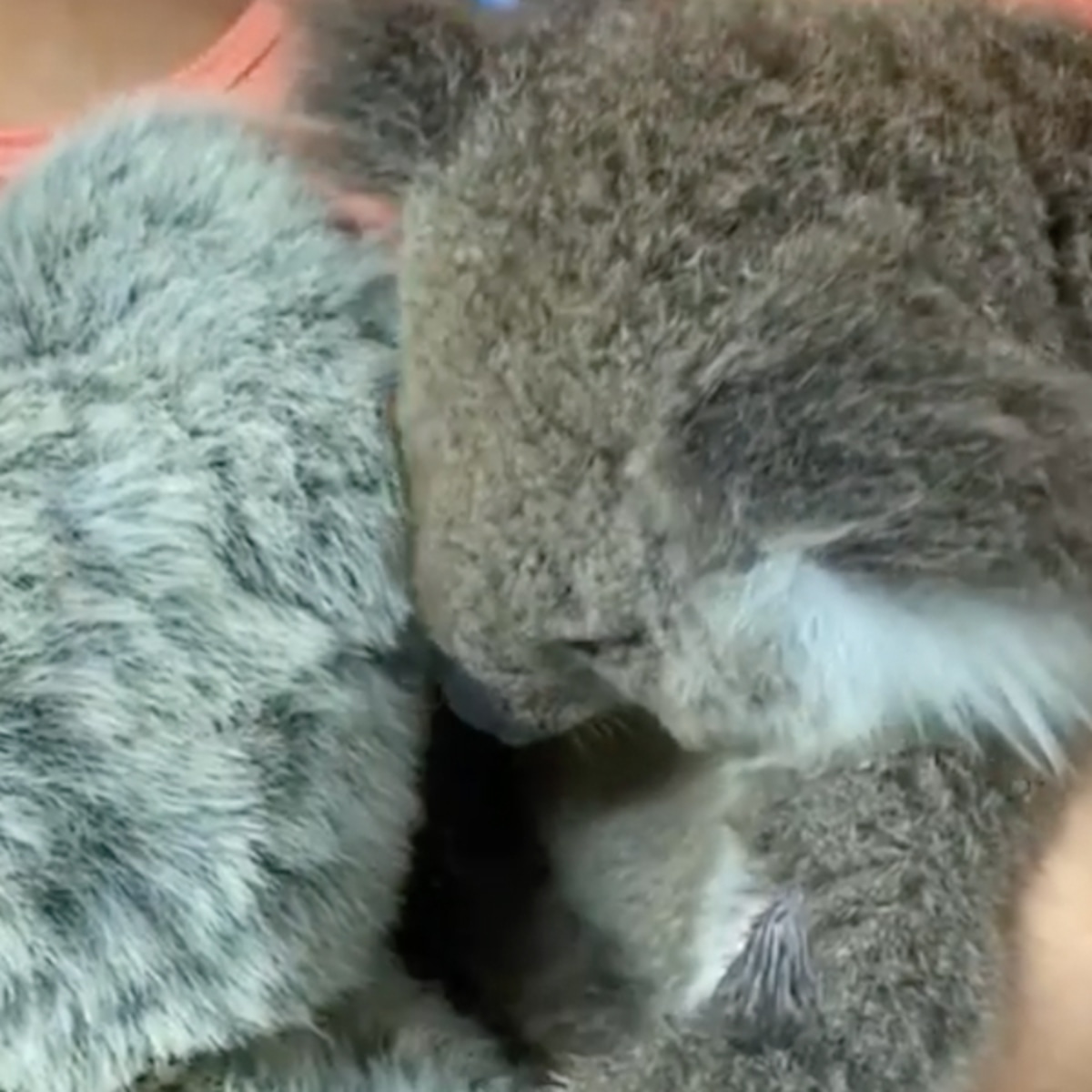See An Orphaned Koala Snuggle Up To A Stuffed Animal In Touching